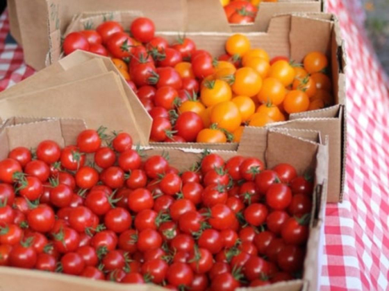 Top Green Vegetables & Fruits Trading