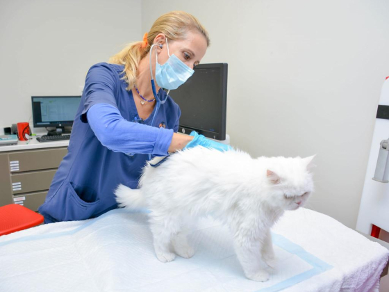 The City Vet Clinic