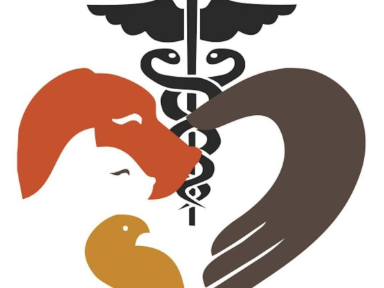 The City Vet Clinic