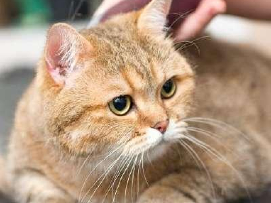 Paws & Whiskers Pets Nursery