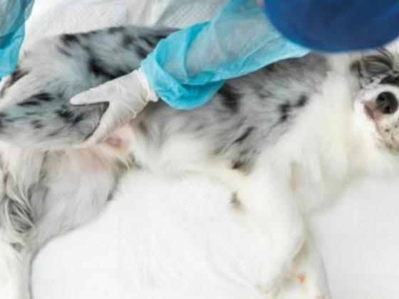 Kare Veterinary Clinic