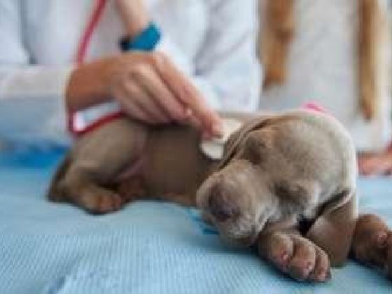 Kare Veterinary Clinic