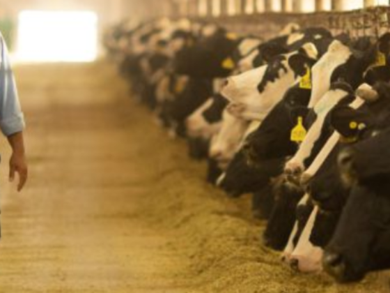 Mazoon Dairy