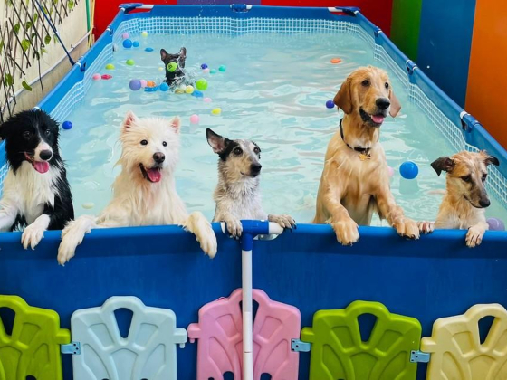 Paw Parking