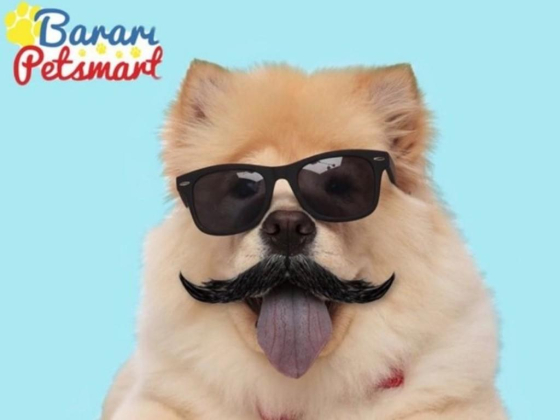 Barari Petsmart Pet Grooming