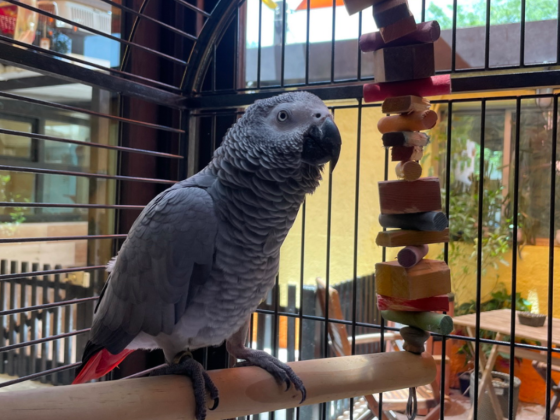 Dkc Veterinary