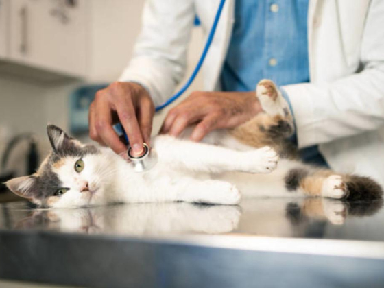 Mikes Veterinary Clinic