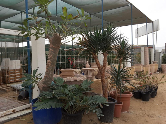 Jinan Al Sahara Plants Trading