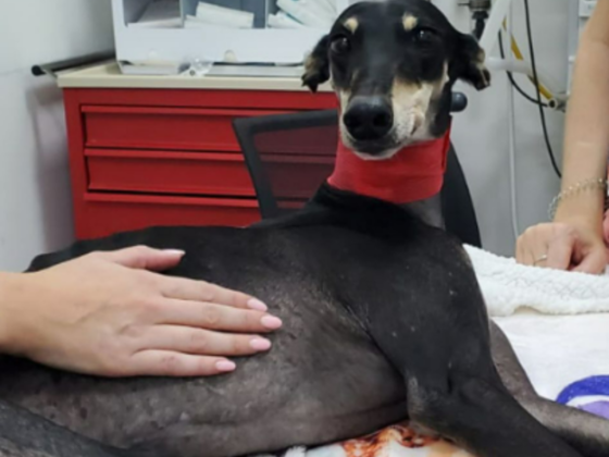 S A B B Veterinary Clinic L.l.c