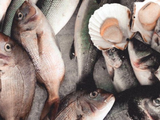 Sultan Rashed Fish Trading