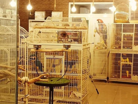 Alkhawaneej Birds Trading