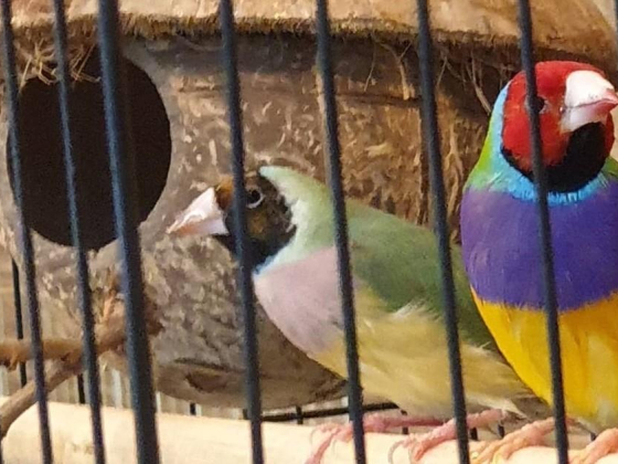 Alkhawaneej Birds Trading