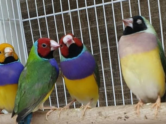 Alkhawaneej Birds Trading