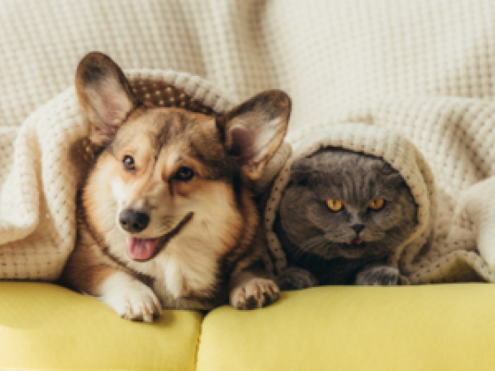 O My Pets
