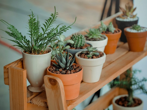 How to Get Your Newly Bought Plants in the Ground