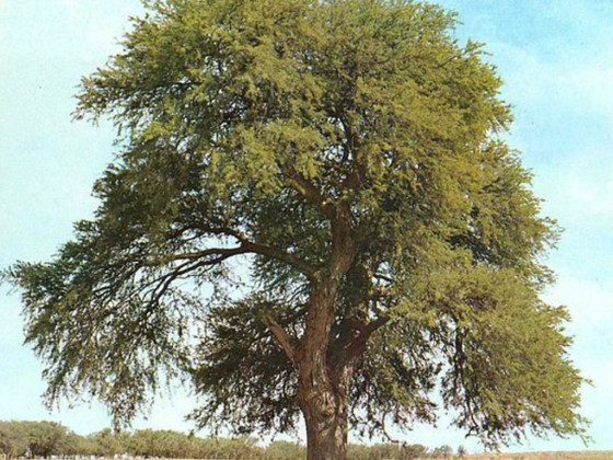 Uae Trees