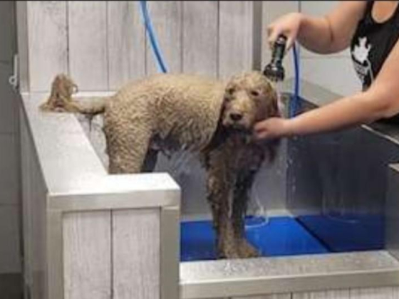 Waggin Tails Pets Care