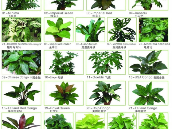 Green Trees Landscaping