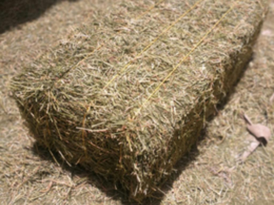 Aynan Fodder Trading