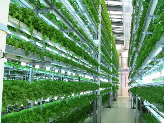 Hail Agricultural & Feasibility Studies Consultancies