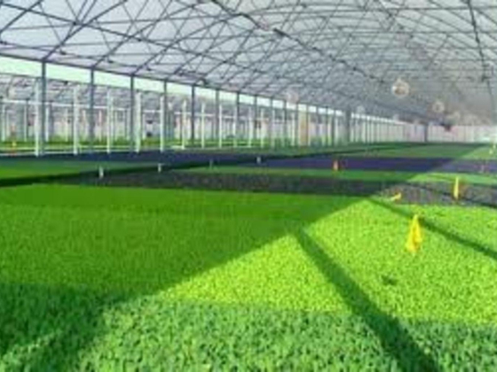 Hail Agricultural & Feasibility Studies Consultancies