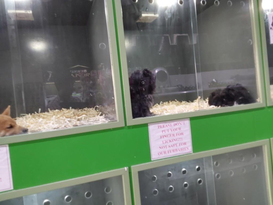 Animals Trading Boutique