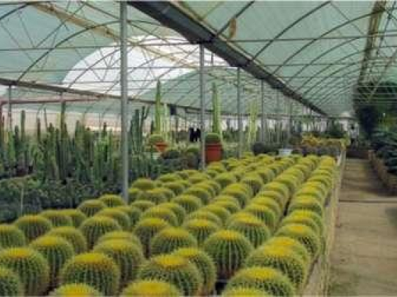 Green Hub Landscaping Plants & Tree Trading
