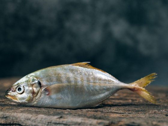 Rashid Majed Al Shamsi Fish Stall