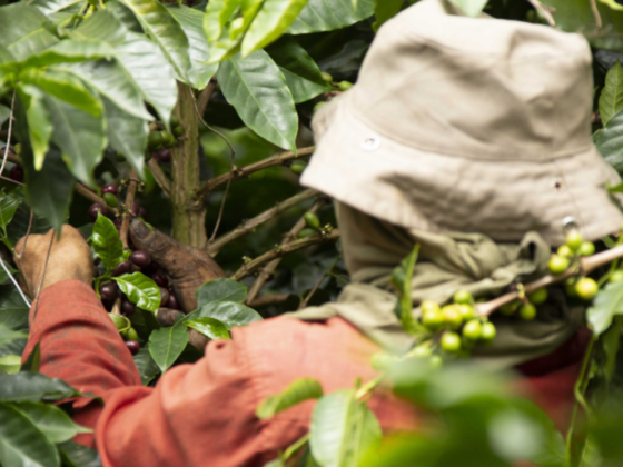 Colombian Exotic Coffee