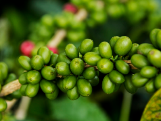 Colombian Exotic Coffee