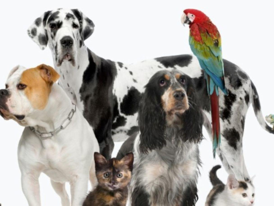 The Pet Vet Veterinary Clinic
