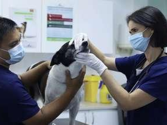 Modern Vet Clinic