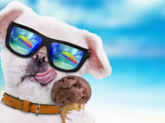 Chill Dogs