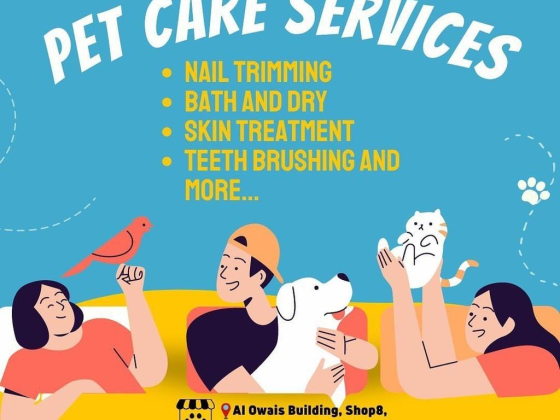 Cut On Car Pets Grooming