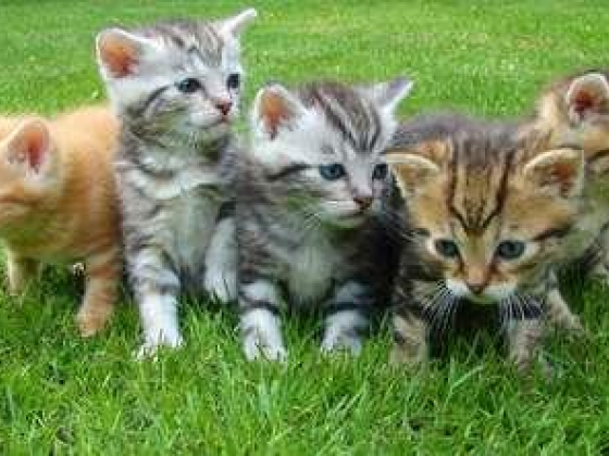Nine Lives For Pets Relocation Services