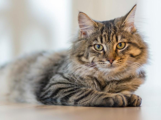 Nine Lives For Pets Relocation Services