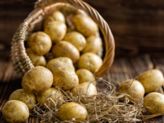 Fresh Harvest Potatoes Trading