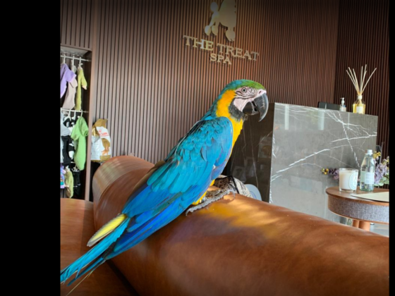 The Treat Spa  Pet Grooming Center