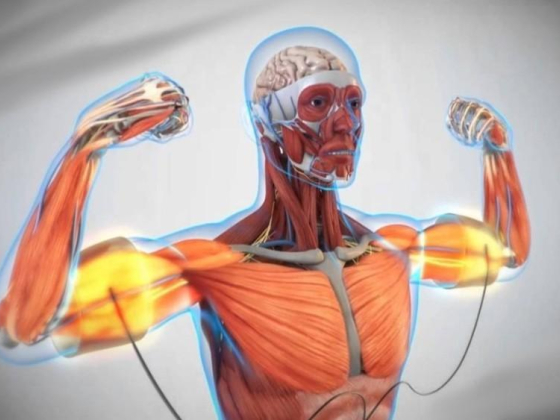 Miha Bodytec