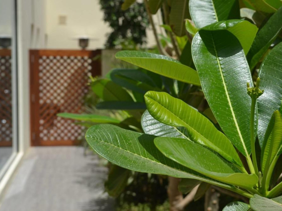 Terra Verde