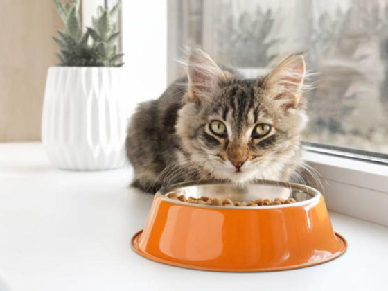 Mega Star Pet Food Nutrition