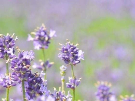 Lavender Park Flowers