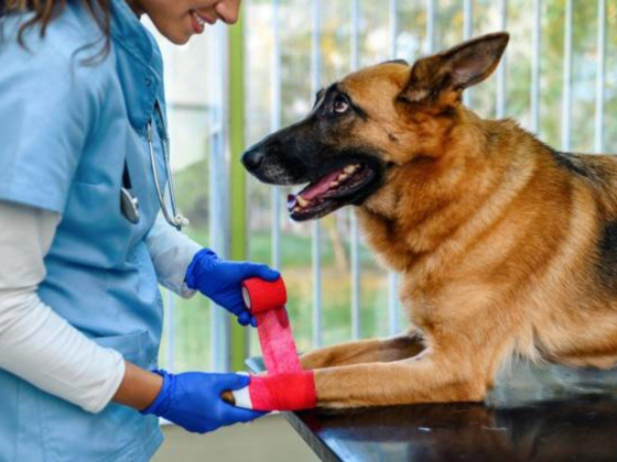 Dreamers Veterinary Clinic