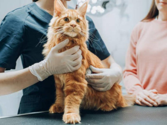 Whiskers And Wags Veterinary Clinic