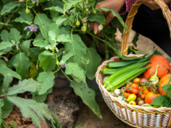 Smart Grow Farms