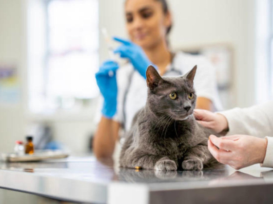 The Moon Veterinary Clinic