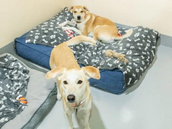 Happy Buddies Domestic Grooming