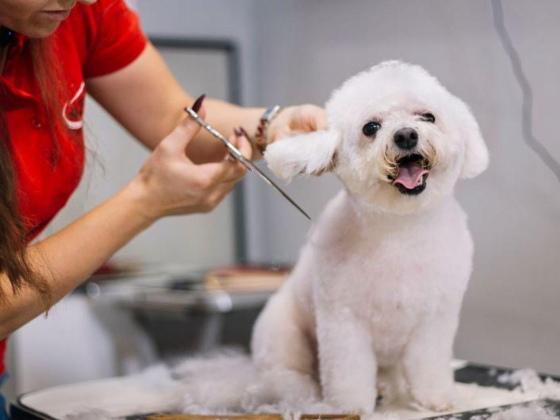 Furry Pets Relocation Services