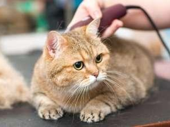 Busy Dog Pets Grooming