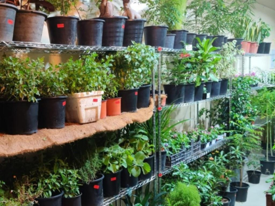 Live Gardens Flowers & Ornamental Plants Trading